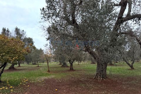 Farm hus i Ostuni, Brindisi, Ostuni - € 79.000 | Ref: 172815 - foto 8